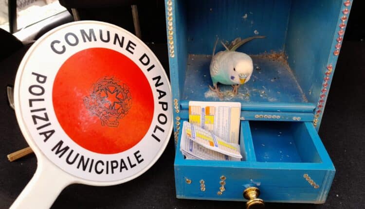 Napoli, Polizia Locale: prevenzione maltrattamento animali, intervento in Piazza San Gaetano