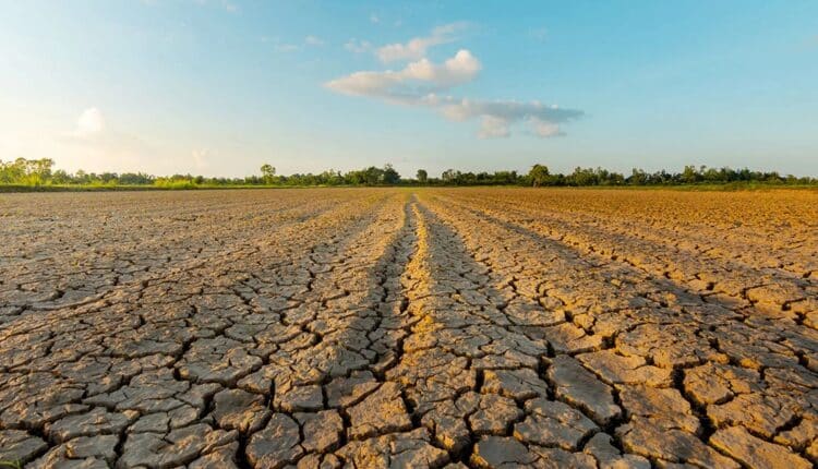 Masaf: più di 100 milioni di euro per le imprese agricole danneggiate dalla siccità