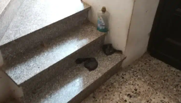 Grazie a delle segnalazioni le Guardie Zoofile dell'OIPA hanno salvato due cani abbandonati a loro stessi in un appartamento disabitato in provincia di Alessandria