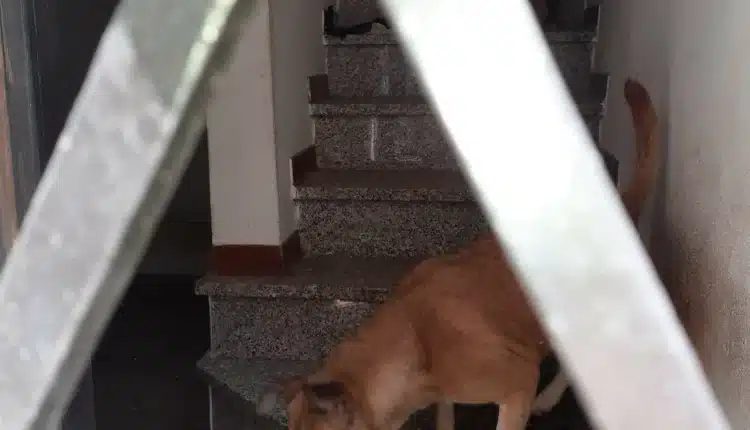 Grazie a delle segnalazioni le Guardie Zoofile dell'OIPA hanno salvato due cani abbandonati a loro stessi in un appartamento disabitato in provincia di Alessandria