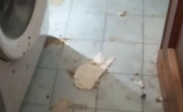 Grazie a delle segnalazioni le Guardie Zoofile dell'OIPA hanno salvato due cani abbandonati a loro stessi in un appartamento disabitato in provincia di Alessandria