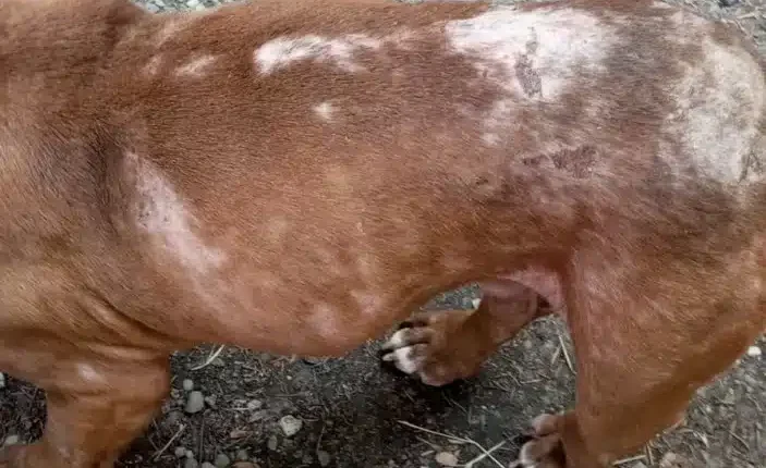 Grazie a delle segnalazioni le Guardie Zoofile dell'OIPA hanno salvato due cani abbandonati a loro stessi in un appartamento disabitato in provincia di Alessandria