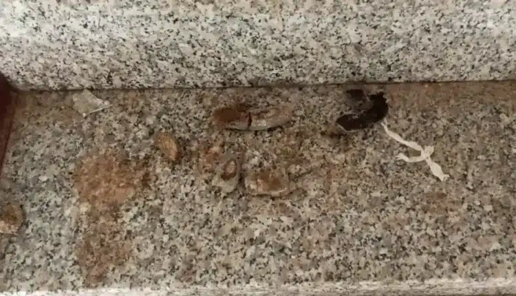 Grazie a delle segnalazioni le Guardie Zoofile dell'OIPA hanno salvato due cani abbandonati a loro stessi in un appartamento disabitato in provincia di Alessandria