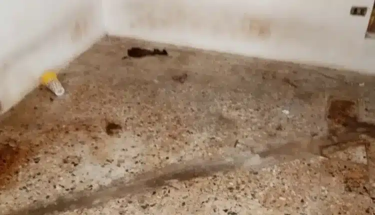 Grazie a delle segnalazioni le Guardie Zoofile dell'OIPA hanno salvato due cani abbandonati a loro stessi in un appartamento disabitato in provincia di Alessandria