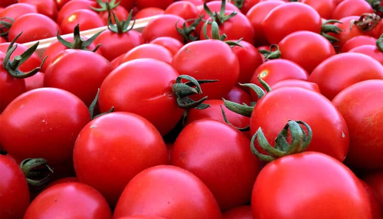 Benvento, Festival del Pomodoro: al via la 2° edizione a Palazzo Paolo V