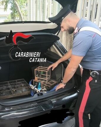 Aci Catena: trasportava nel portabagagli dell'auto una gabbia dove erano stati rinchiusi 35 cardellini, specie protetta la cui cattura è illegale. Denunciato un 52enne