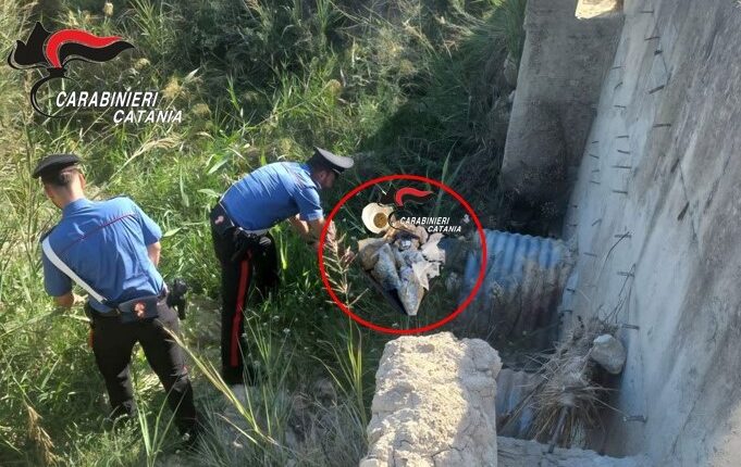 Mirabella Imbaccari: operazione dei Carabinieri nelle campagne, sequestrati droga e arma da fuoco