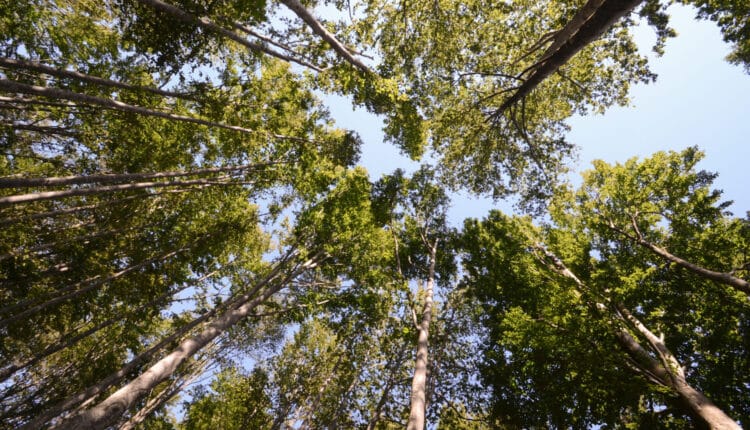 Livorno, “Arte e Musica nel bosco”: domenica sui Monti Livornesi il nuovo appuntamento di “Sentieri in Festa”