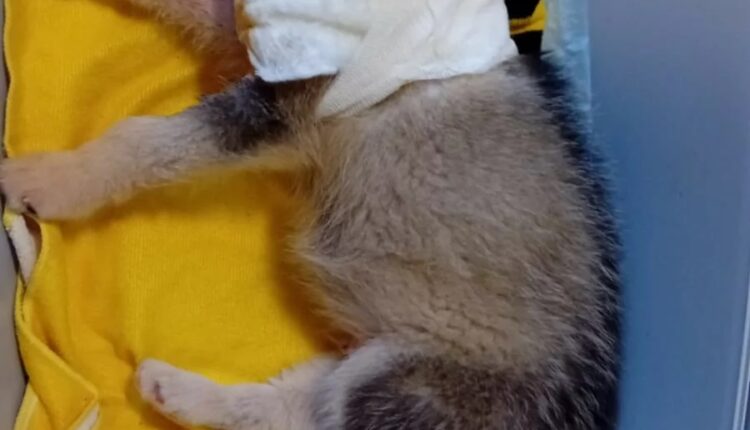 Allevamento abusivo nel Parmense: i cani salvati dall'Oipa cercano casa