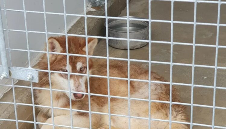 Allevamento abusivo nel Parmense: i cani salvati dall'Oipa cercano casa