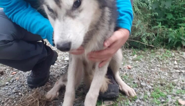 Allevamento abusivo nel Parmense: i cani salvati dall'Oipa cercano casa