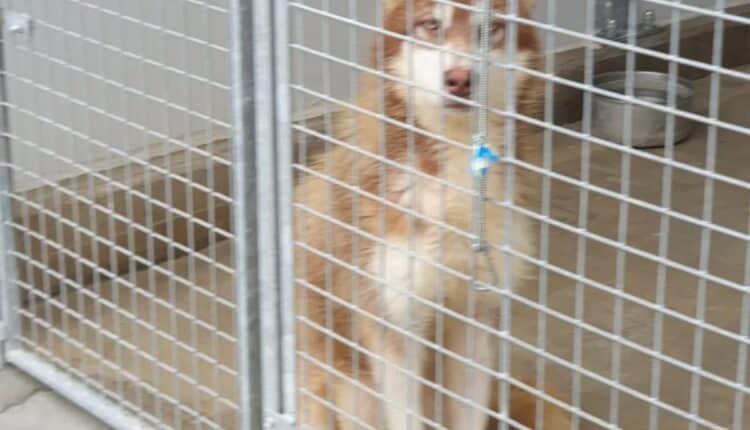 Allevamento abusivo nel Parmense: i cani salvati dall'Oipa cercano casa