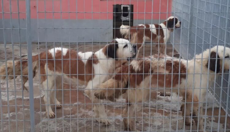 Allevamento abusivo nel Parmense: i cani salvati dall'Oipa cercano casa