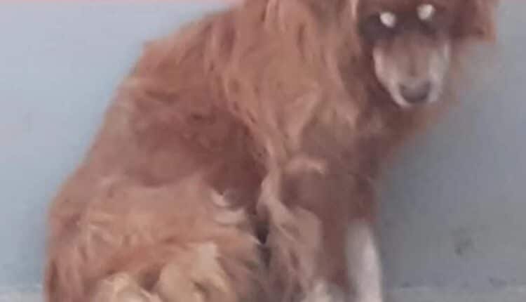 Allevamento abusivo nel Parmense: i cani salvati dall'Oipa cercano casa