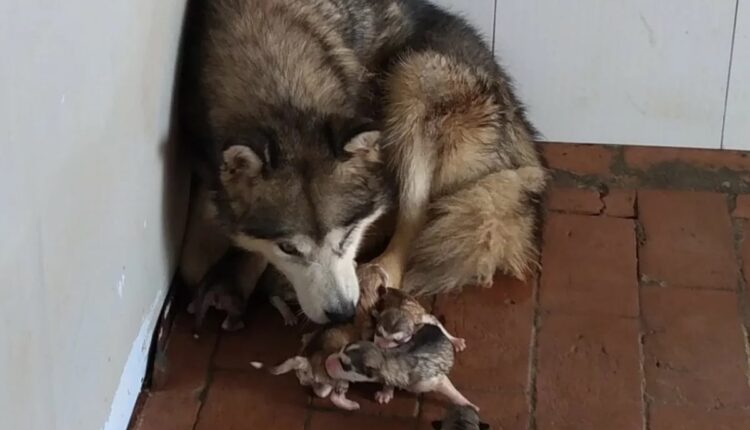 Allevamento abusivo nel Parmense: i cani salvati dall'Oipa cercano casa