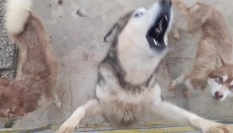 Allevamento abusivo nel Parmense: i cani salvati dall'Oipa cercano casa