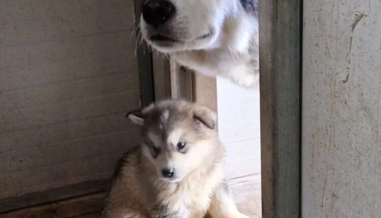 Allevamento abusivo nel Parmense: i cani salvati dall'Oipa cercano casa