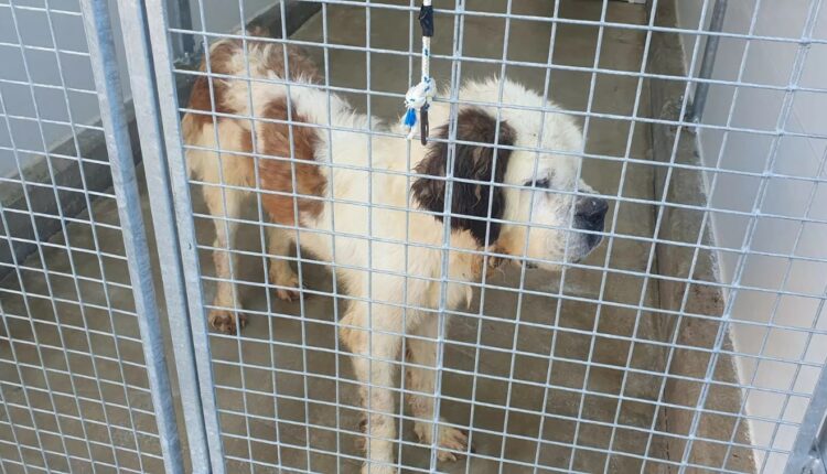 Allevamento abusivo nel Parmense: i cani salvati dall'Oipa cercano casa