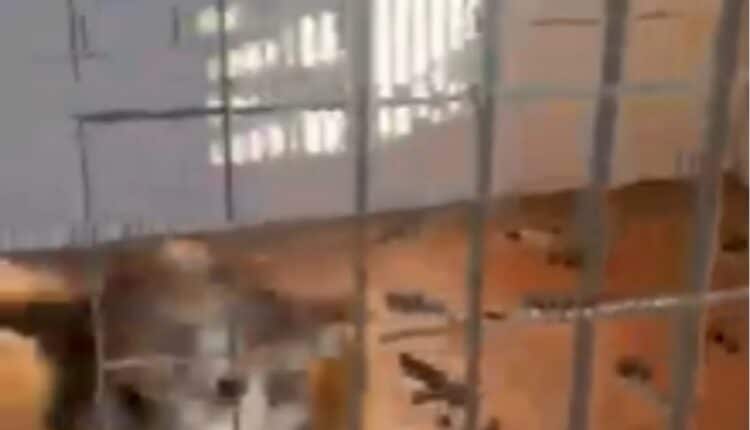 Allevamento abusivo nel Parmense: i cani salvati dall'Oipa cercano casa