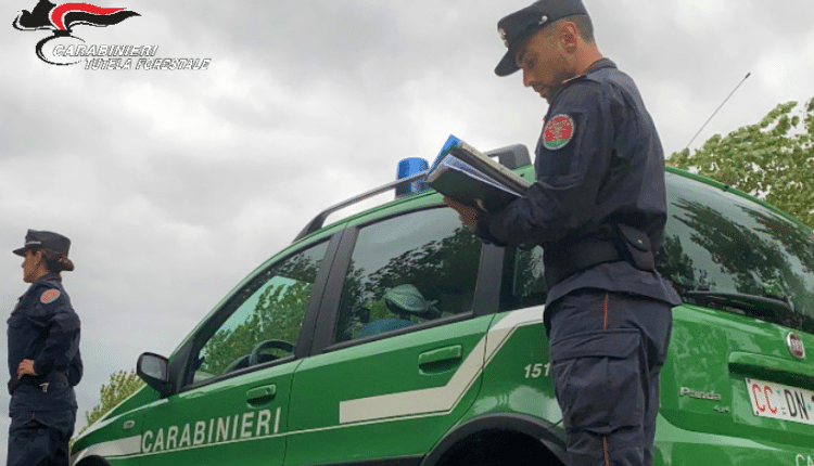 Cecina, Carabinieri Forestali: controlli per la tutela dell'ambiente e delle sue risorse, denunciato a piede libero un uomo per falsità materiale commessa da privato