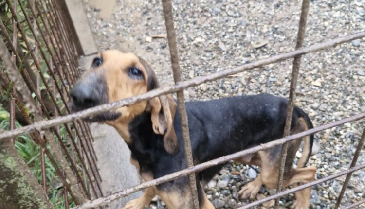 Alessandria: salvati otto cani, due gatti, un cavallo, una capra e trenta volatili malnutriti e trascurati, indagati i proprietari