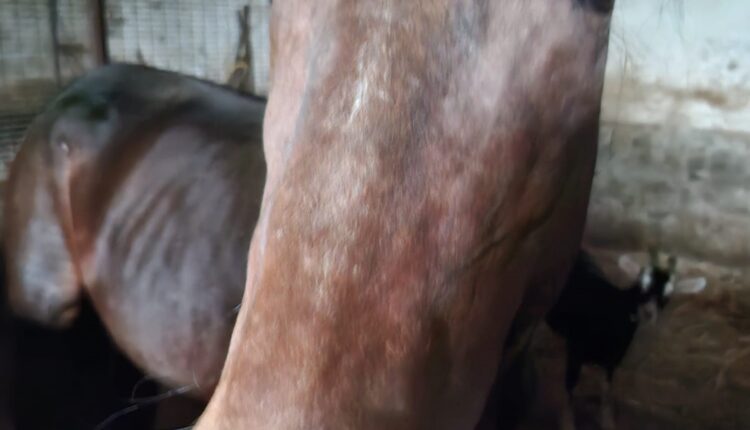 Alessandria: salvati otto cani, due gatti, un cavallo, una capra e trenta volatili malnutriti e trascurati, indagati i proprietari