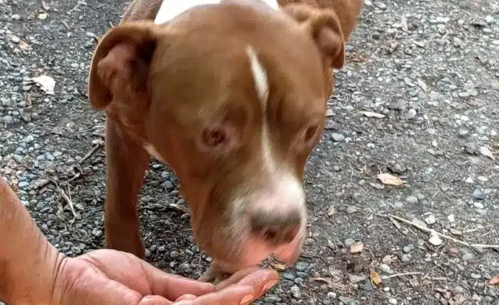 Grazie a delle segnalazioni le Guardie Zoofile dell'OIPA hanno salvato due cani abbandonati a loro stessi in un appartamento disabitato in provincia di Alessandria