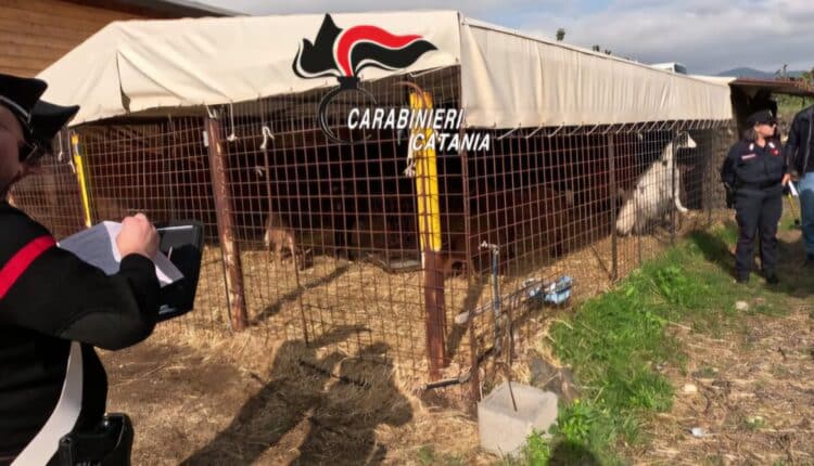 Bronte: animali ricettati, non registrati, cumuli di rifiuti, abusi edilizi e lavoro nero, denunciato e sanzionato dai Carabinieri titolare di un centro equestre.