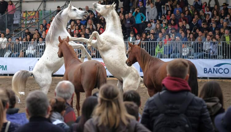 Fieracavalli, Lollobrigida: "Investiamo nei giovani per un futuro di sviluppo e occupazione"