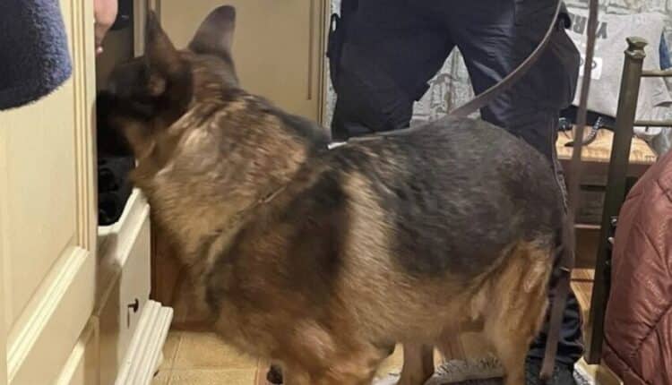 Siracusa: servizio straordinario di controllo del territorio dei Carabinieri di Buccheri, il cane Riley trova la cocaina.