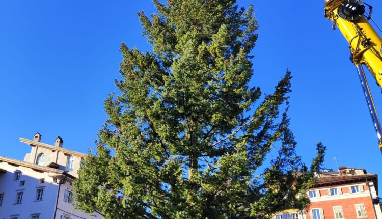 Trento, arriva in piazza Duomo l'abete di Natale: un albero di 17 metri per le festività