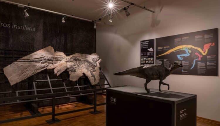 Trieste, 40 anni di scoperte al Villaggio del Pescatore: si celebra il sito paleontologico più importante d'Italia