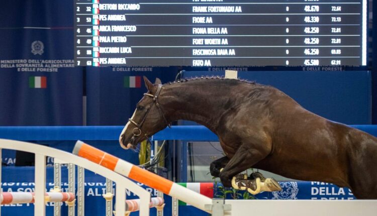 Verona, Fieracavalli: grande festa di pubblico per le finali del circuito Masaf