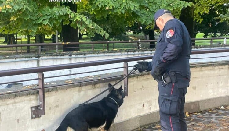 Quistello e Borgo Mantovano: Carabinieri trovano sostanza stupefacente e denunciano varie persone