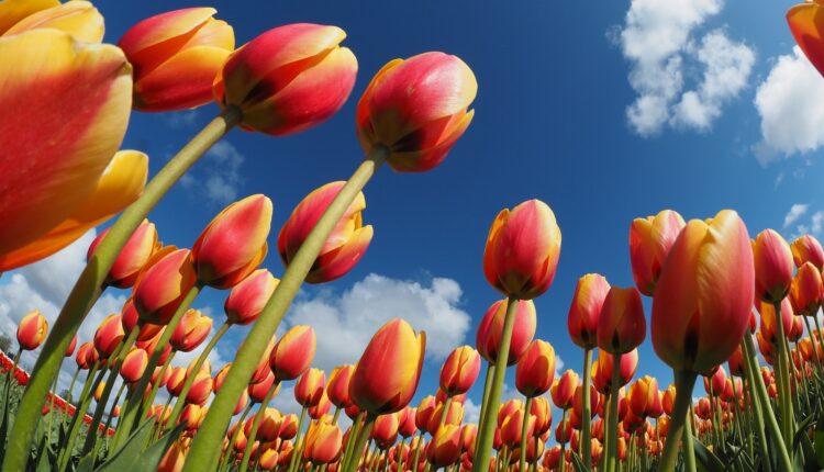 Livorno, Wanderandpick: 50mila tulipani per piazza S. Jacopo nel 2025