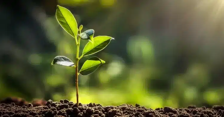 Fiocco verde in Emilia-Romagna: un albero per ogni nuovo nato