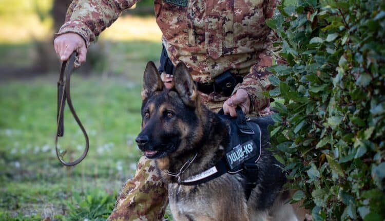 Assolo, grazie all'infallibile fiuto di "Rea", cane antiesplosivo, i Carabinieri sequestrano munizionamento vario e droga