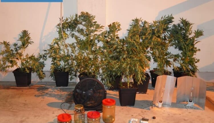 Taranto, scoperto in un appartamento una serra per la coltivazione di marijuana. Un 47enne tarantino arrestato dalla Polizia di Stato