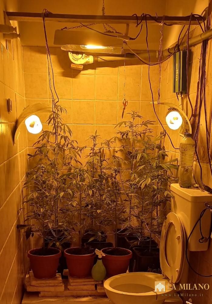 Loreto Aprutino: Coltivava la marijuana nel bagno di casa sua. Denunciato dai Carabinieri un 60enne per coltivazione di sostanze stupefacenti