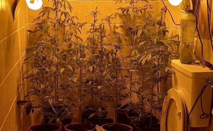 Loreto Aprutino: Coltivava la marijuana nel bagno di casa sua. Denunciato dai Carabinieri un 60enne per coltivazione di sostanze stupefacenti