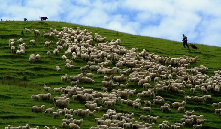 Genova: "Gestione dei prati e pascoli permanenti", stanziati circa 4 milioni e 227mila euro