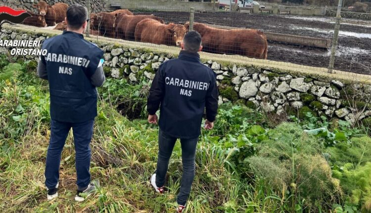 Oristano: Esecuzione ordinanza di arresti domiciliari per illeciti commessi in allevamenti di animali da reddito