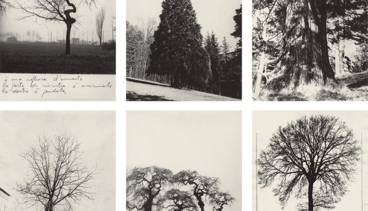 Modena: "Alberi Festival", presentata la prima edizione