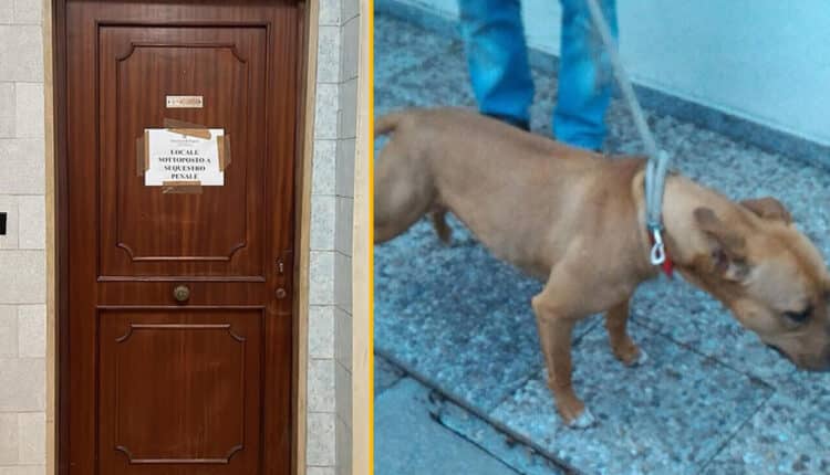 Acerra bimba di 9 mesi sbranata a morte da un pitbull