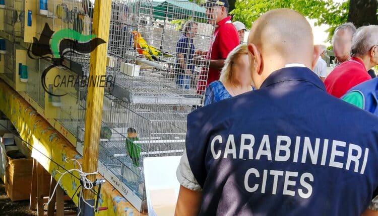 Carabinieri Forestali: controlli sul benessere animale in negozi di animali vivi nelle province di Udine e Vicenza