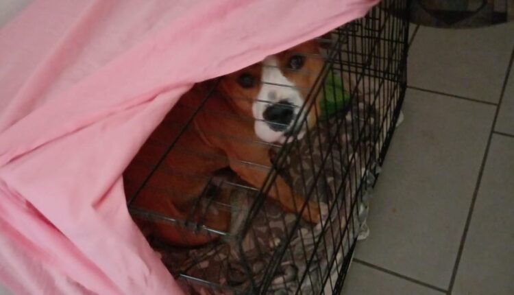 Vicenza: cane maltrattato, denunciato il proprietario. L'animale era rinchiuso in una gabbia molto più piccola rispetto alle sue dimensioni