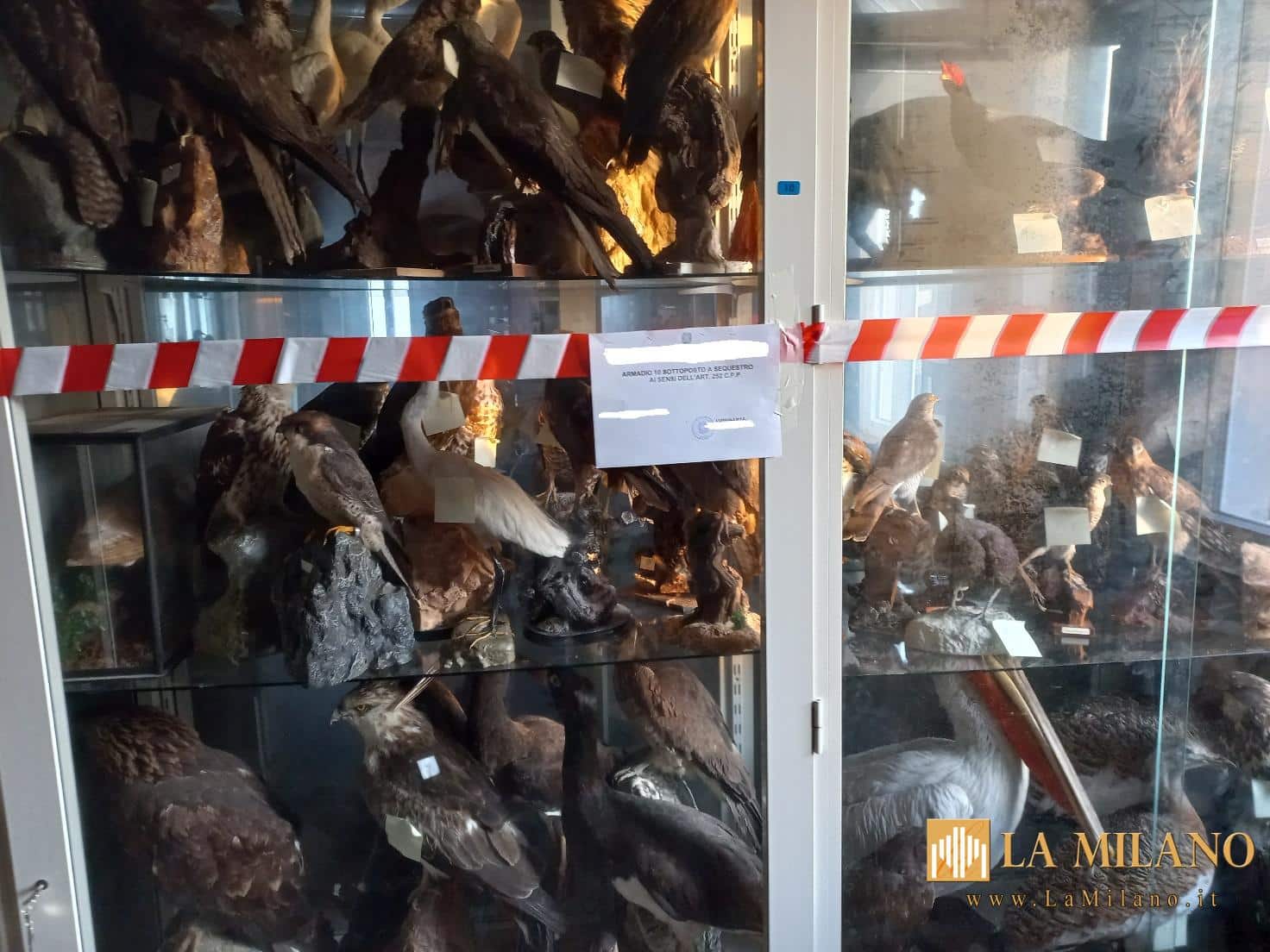 Cremona: Detenzione e commercio illecito di animali protetti. Sanzione superiore a 30.000 euro