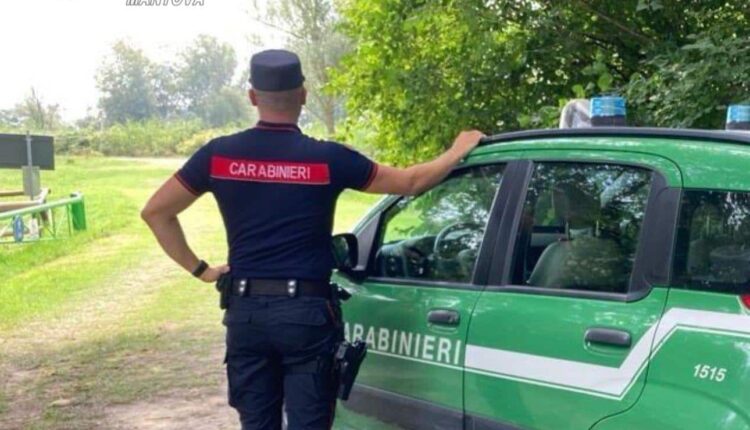 Ostiglia: utilizza esche avvelenate per sopprimere le nutrie, denunciato