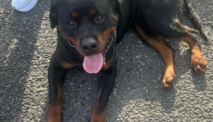 Roma: Escursione pericolosa in autostrada per una coppia di rottweiler. Salvati e coccolati dalla Polizia di Stato