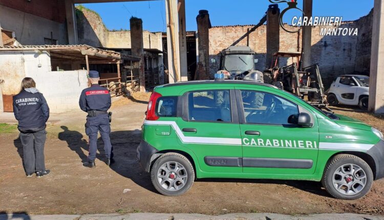 Mantova: Arrestato pastore per estorsione aggravata e sfruttamento, razionava le forniture di cibo quotidiano ai tre dipendenti con budget giornaliero inferiore ai 2 euro per ciascuno
